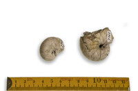 F 07345
<br/>
<br/>
<em></em>